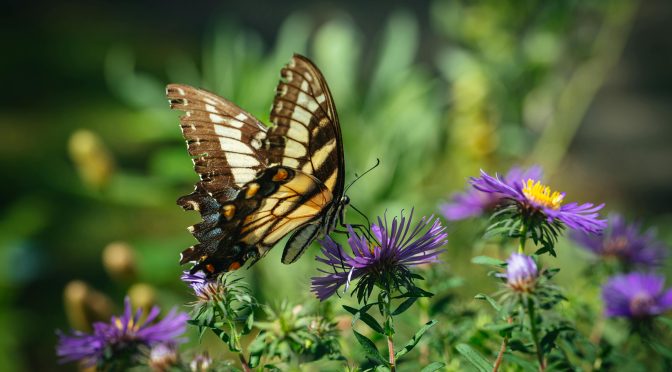 Nikon small world 2025 photomicrography competition 結果出爐